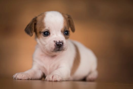 Dog on a wooden background