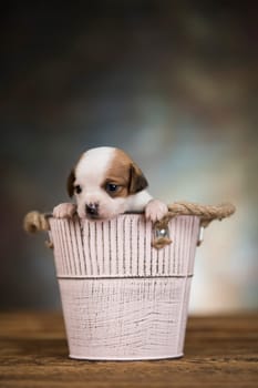 A small dog in a metal bucket
