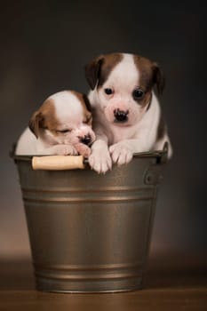 Dogs in a metal bucket