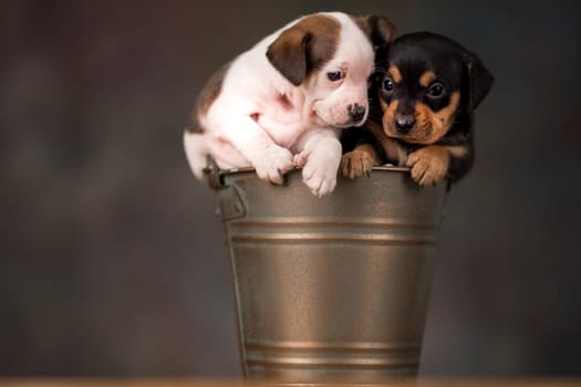 Dogs in a metal bucket
