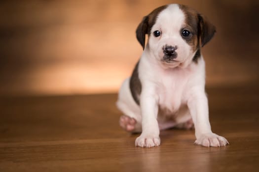 Small dog on a wooden background