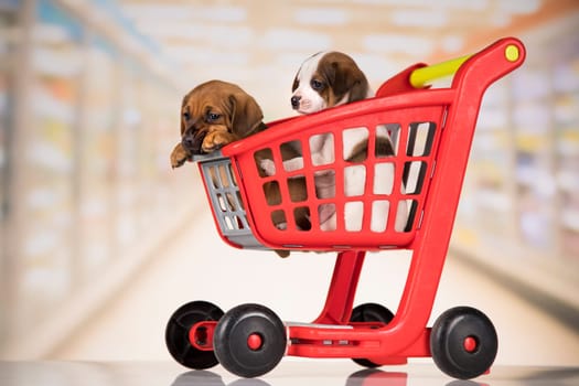 Cute doggies in a shopping cart