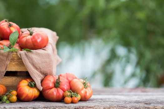 Tomatoes vegetable garden, organic products