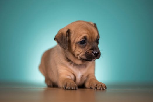 Cute puppy dog, animals concept