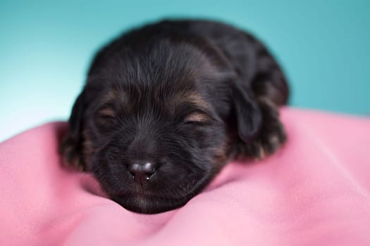 Dog in sleeps on a pink blanket
