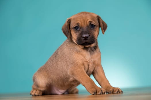 Cute puppy dog, animals concept