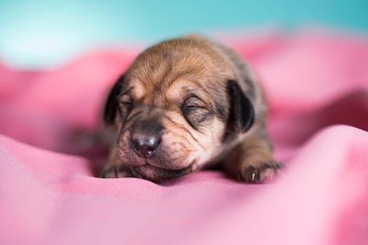 A beautiful little dog sleeps on a pink blanket