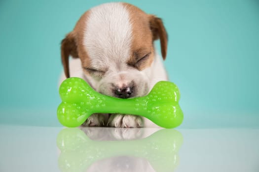 Dog sleeps with a rubber bone