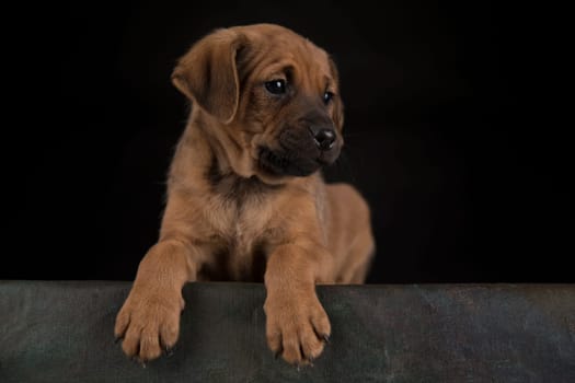 Little Puppy dog in a black background