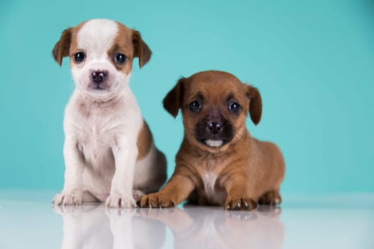 Two little dogs, puppy, animals concept