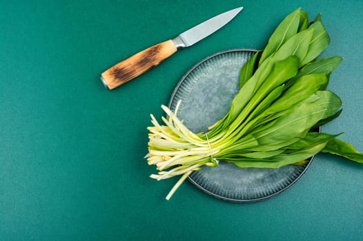 Ramson or wild garlic on a table. Wild garlic, as a spice for meat, fish and vegetable dishes. Copy space