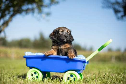 Beautiful little puppies in a toy wagon on the grass