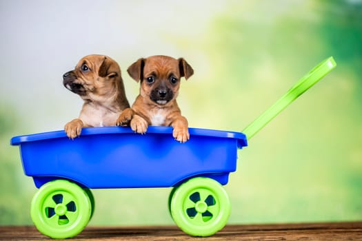 Beautiful little puppies in a toy wagon
