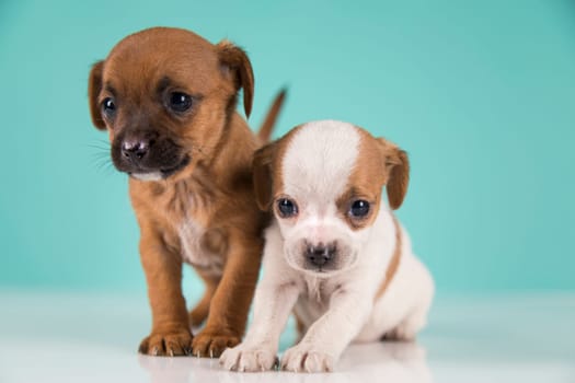 Two little dogs, puppy, animals concept