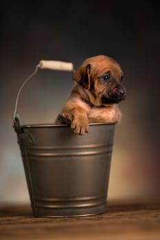 Dog in a metal bucket