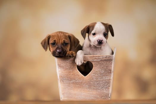 Puppies in a wooden crate