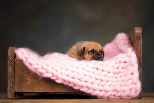 Little puppy breed is sleeping