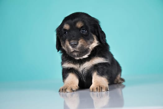 A portrait of a cute dog, animals concept