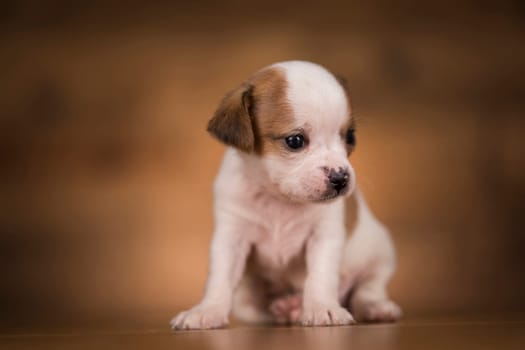 Dog on a wooden background