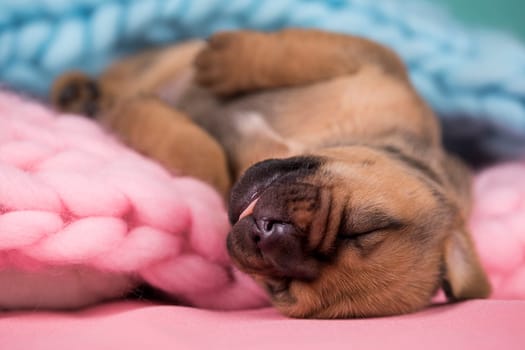 Little cute puppies are sleeping on a blanket