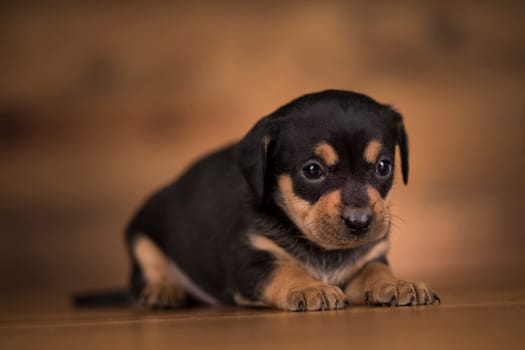 Puppy dog on a wooden background