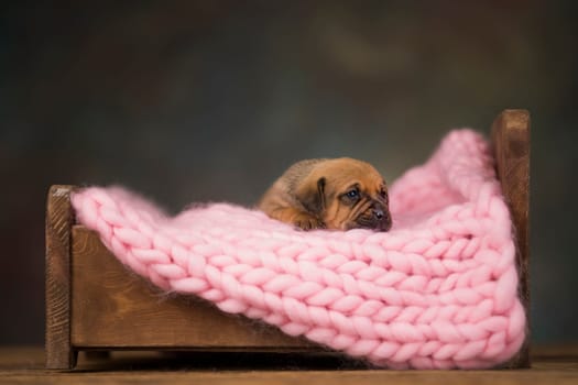 Dog sleep on a small wooden bed