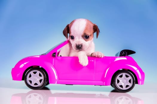 Dog in a pink car