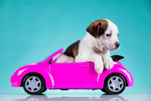 Cute dog in a pink car