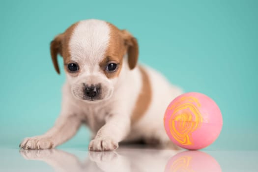 A happy puppy is playing with a ball