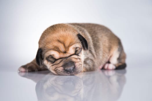 Pet, Little puppy dog, animals concept