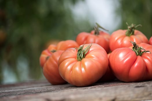 Red Tomatoes in a Greenhouse, organic food