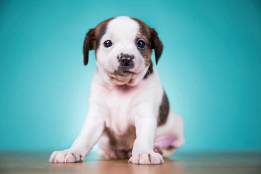 Cute puppy dog, animals concept