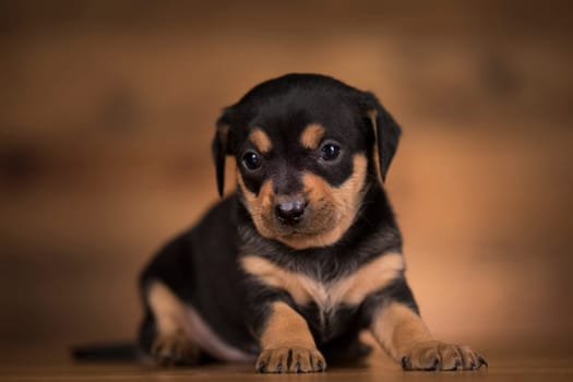 Dog on a wooden background