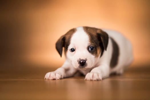 Dog on a wooden background