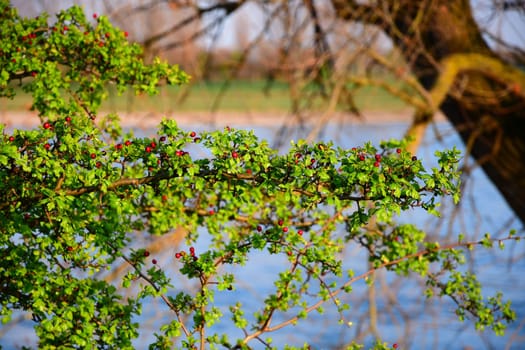 Berries on a green branch near the Rhine Rhiver in Duesseldorf, Germany