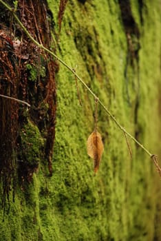 Vertical shot of large mossy green rocks in Bohemian Paradise in the Czech Republic