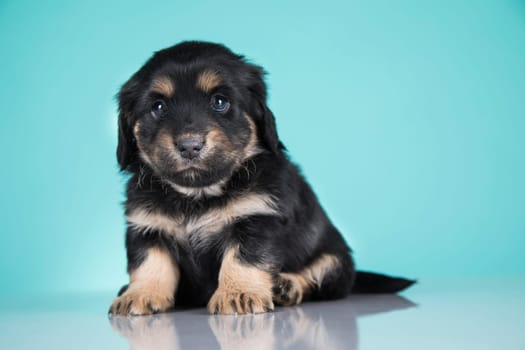 Pet, Cute puppy dog, animals concept