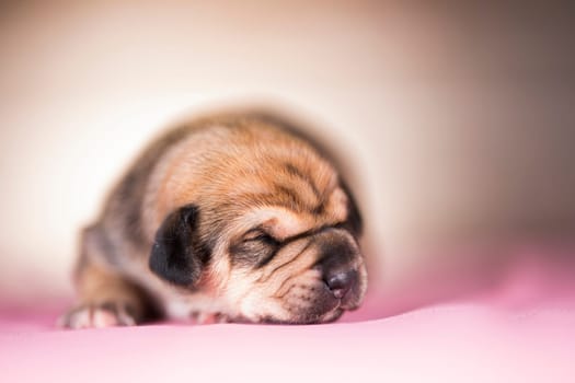 Cute puppy dog sleeping, animals concept
