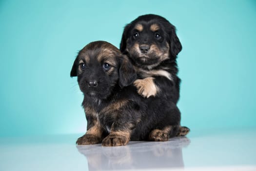 Two dogs puppy animals concept