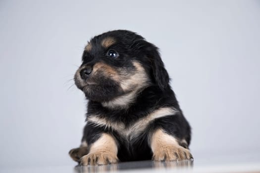 Little dog on a white background