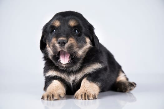 Pet, dog puppy animals concept