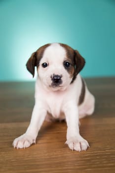 Cute puppy dog, animals concept