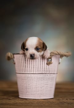 A small dog in a metal bucket