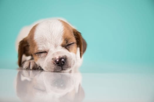 Small happy dog are sleeping