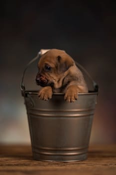 A small dog in a metal bucket