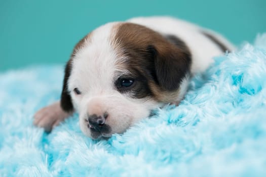 Sleeping dog in a on a blanket