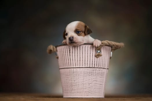 A small dog in a metal bucket