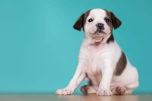 Cute puppy dog, animals concept