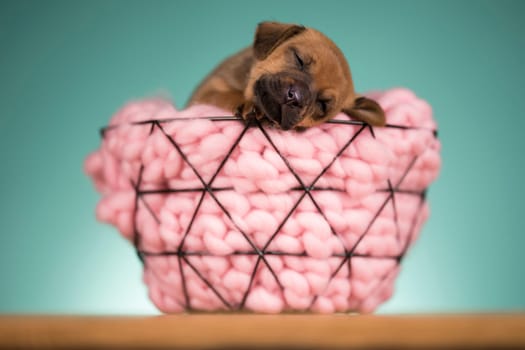 Beautiful happy puppy dog a metal basket