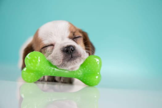 Dog sleeps with a rubber bone